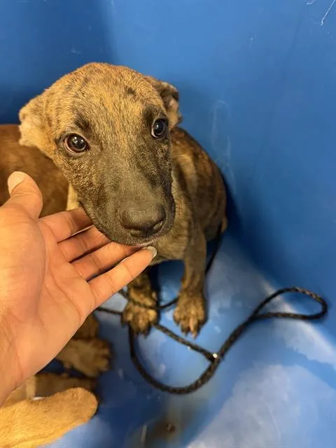 A baby large-sized female Mixed Breed dog named Jazmine for adoption in Dallas, TX