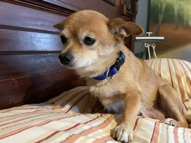 An adult small-sized female Chihuahua dog named Tilly for adoption in Memphis, TN