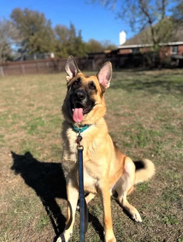 An adult large-sized male Yellow / Tan / Blond / Fawn German Shepherd Dog dog named Loki for adoption in Austin, TX
