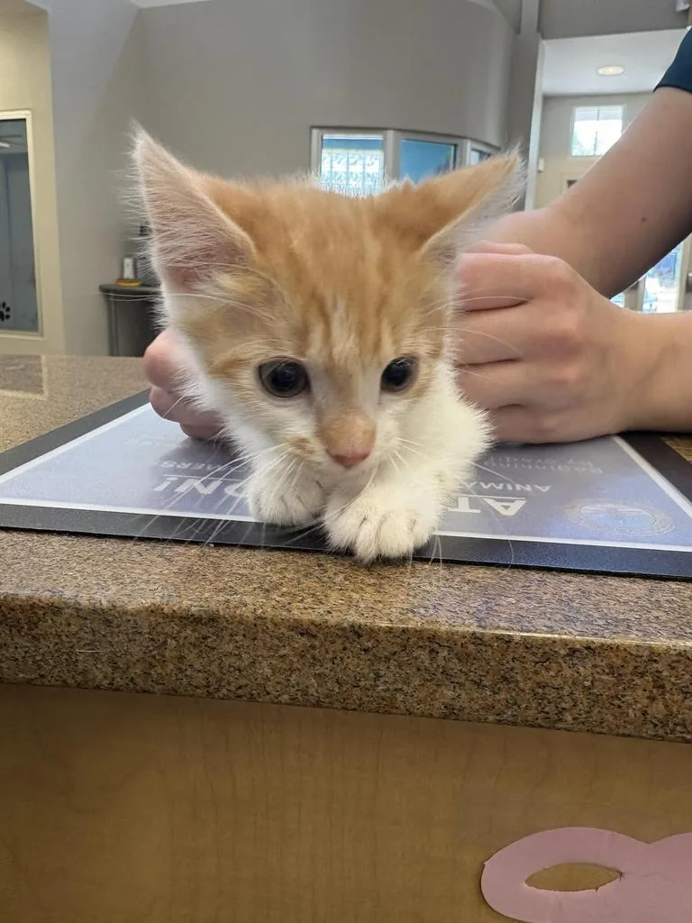 A baby medium-sized male Domestic Medium Hair cat named Peaches for adoption in Florence, SC