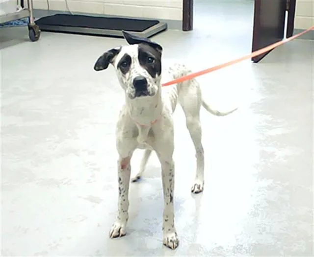 A young small-sized female English Pointer dog named Marley for adoption in Fayetteville, NC