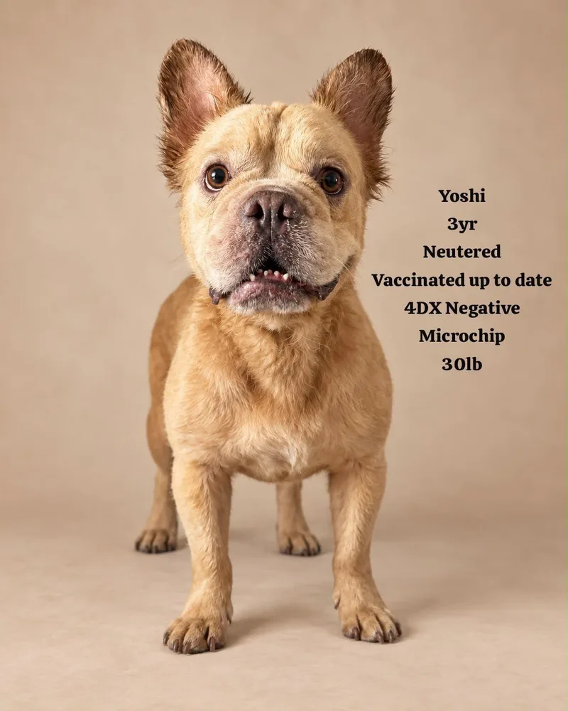 An adult medium-sized male Brown / Chocolate French Bulldog dog named Yoshi for adoption in New York, NY