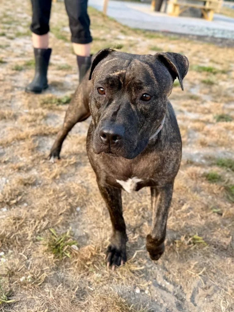 A young large-sized female Mastiff dog named Genny for adoption in Muskegon, MI