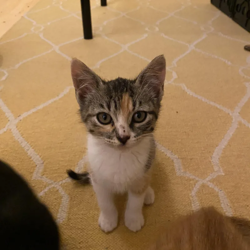 Suki