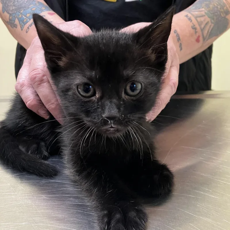 A baby small-sized female Black Domestic Short Hair cat named Darla for adoption in Wilmington, DE