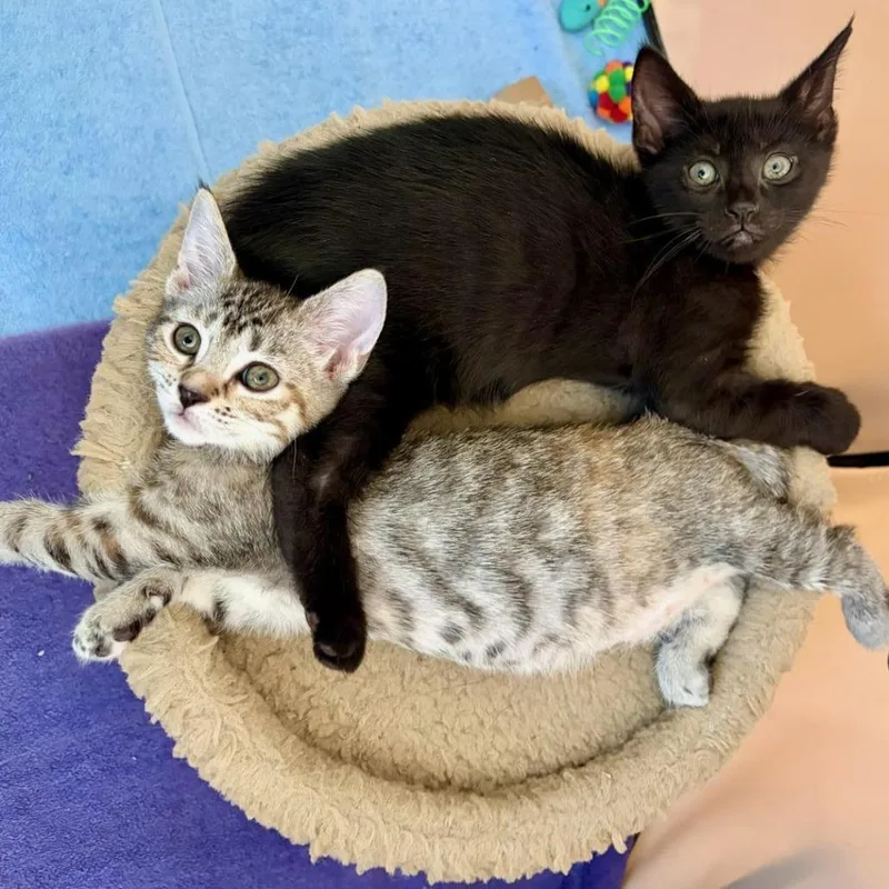 A baby small-sized male Black Domestic Short Hair cat named Jeremiah for adoption in Wilmington, DE