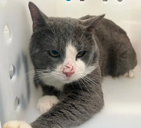 An adult medium-sized male Domestic Short Hair cat named Flint for adoption in Staten Island, NY