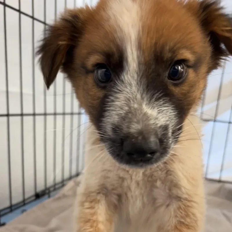 A baby medium-sized male White / Cream Mixed Breed dog named Cous Cous for adoption in Moab, UT