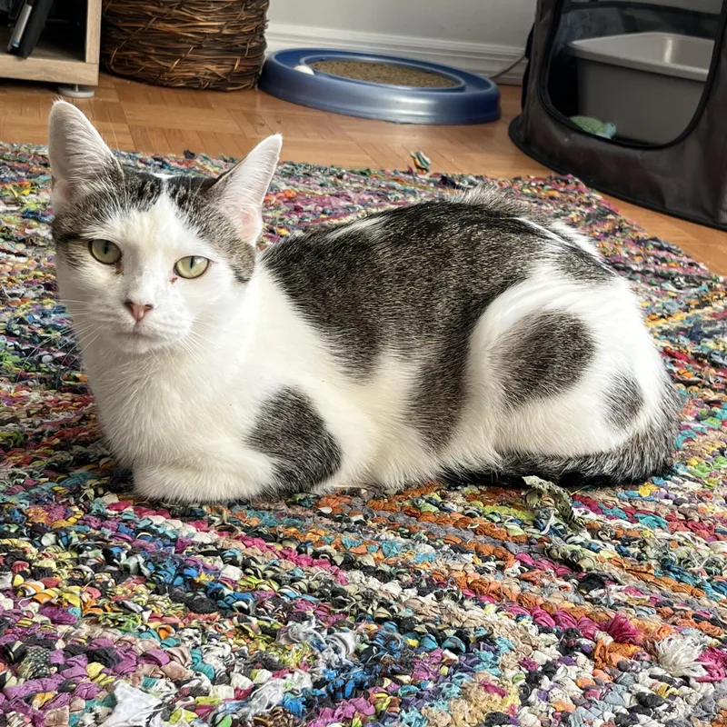 Lulu  A Kind thumbnail 2