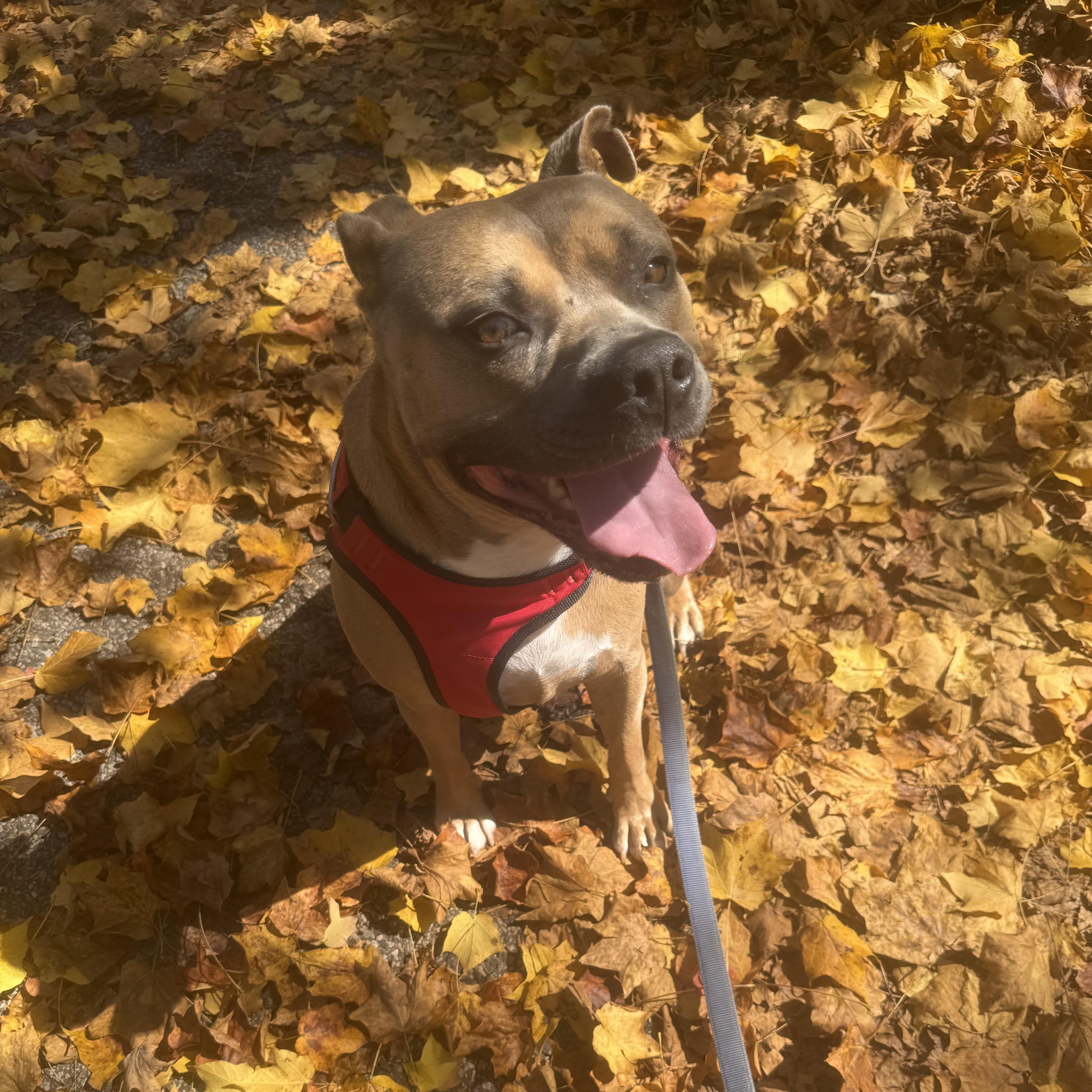 A young large-sized male Brown / Chocolate Mixed Breed dog named Scooby for adoption in Blacksburg, VA