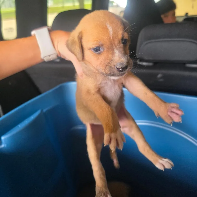 A baby small-sized male Collie dog named Pooh for adoption in Lufkin, TX