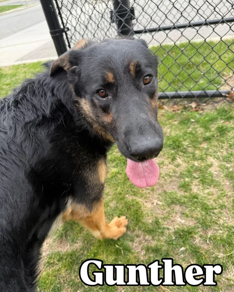 A young large-sized male Black German Shepherd Dog dog named Gunther Tag for adoption in Central Islip, NY