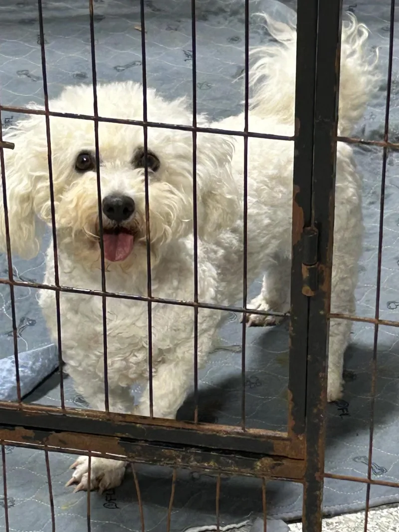 An adult small-sized female Bichon Frise dog named Riley for adoption in Rossford, OH