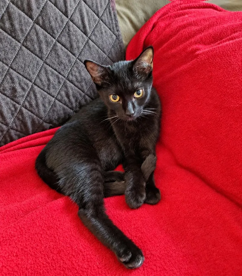 A young medium-sized female Domestic Short Hair cat named Jan for adoption in Chicago Ridge, IL
