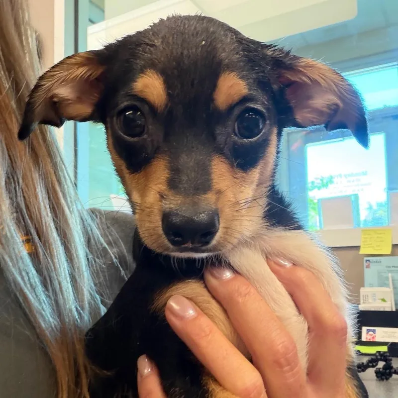A baby small-sized male Gray / Blue / Silver Mixed Breed dog named Wallace for adoption in Bend, OR