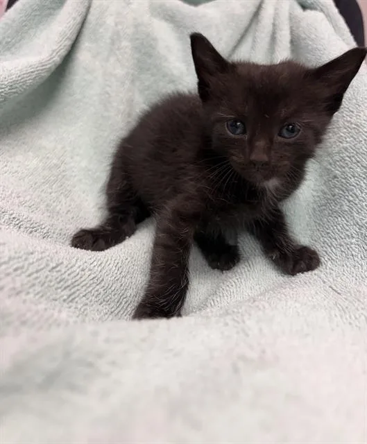 A baby small-sized male Domestic Short Hair cat named Zander for adoption in Rosenberg, TX