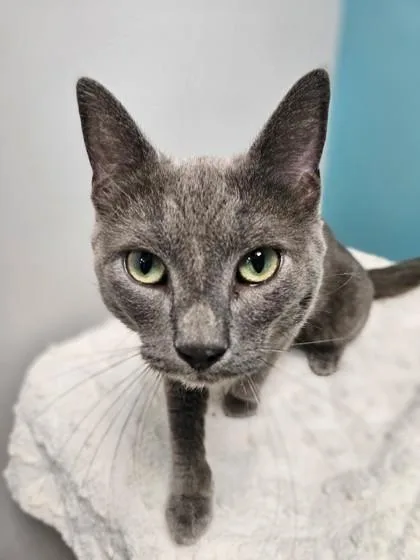 A young small-sized male Domestic Short Hair cat named Ribeye for adoption in Janesville, WI