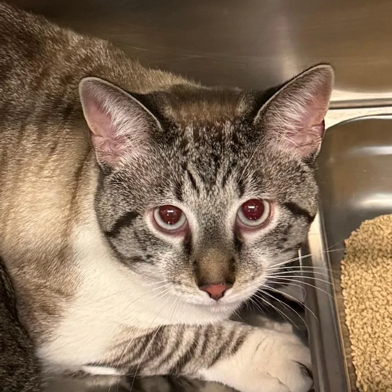 A young large-sized male Gray / Blue / Silver Domestic Short Hair cat named Simba for adoption in Lakewood, CO