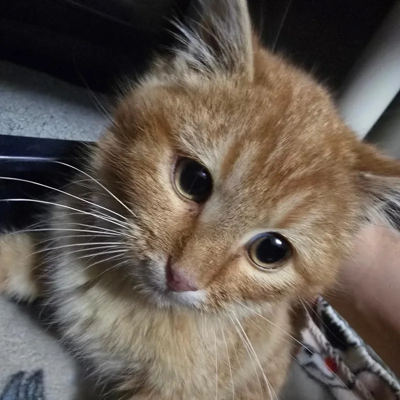 Hot Pocket thumbnail 2