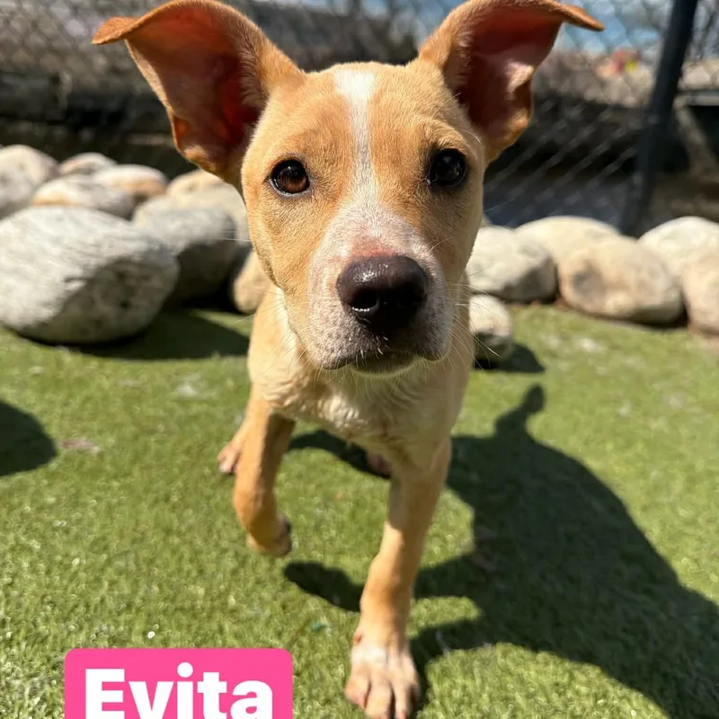 Evita