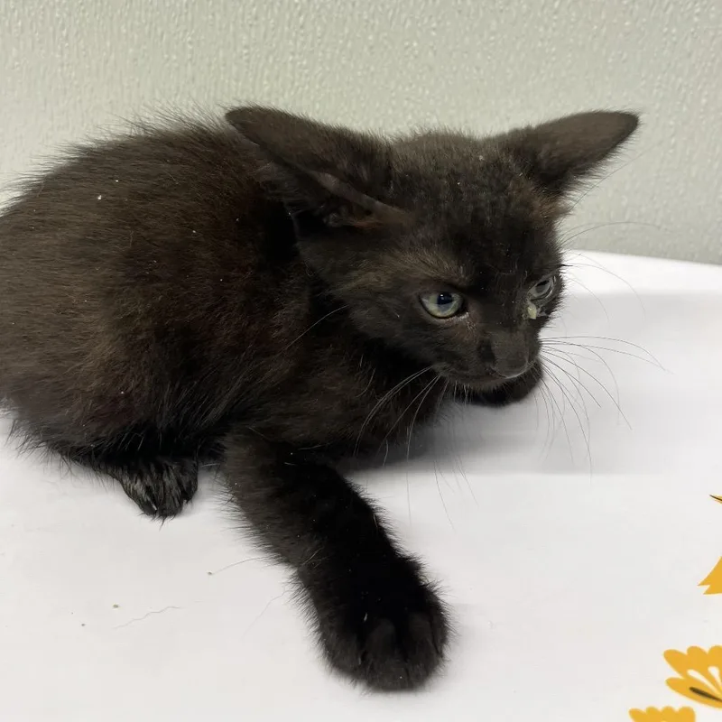 A baby small-sized female Black Domestic Short Hair cat named Berry for adoption in Tampa, FL