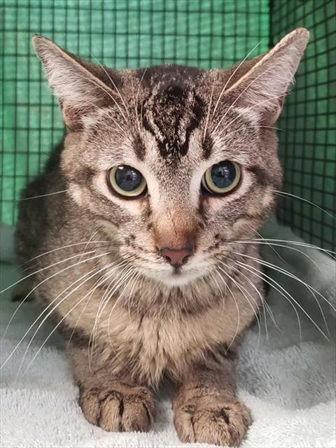 A young small-sized male Domestic Short Hair cat named Michigan for adoption in Tucson, AZ