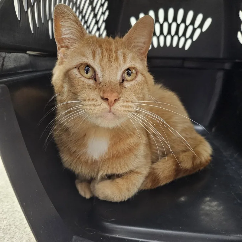 A young medium-sized female Orange / Red Domestic Short Hair cat named Ainsley for adoption in Evansville, IN