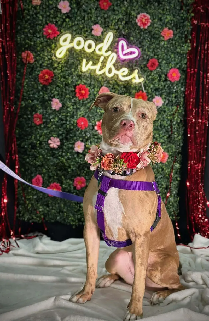 A young large-sized female Pit Bull Terrier dog named Sapphire for adoption in Oxford, MI