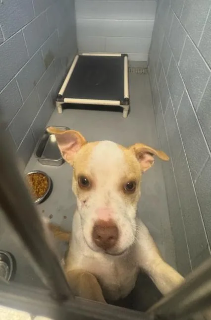 An adult small-sized male Terrier dog named Dempsey for adoption in Columbus, OH
