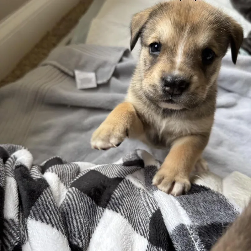 Squirrel thumbnail 2