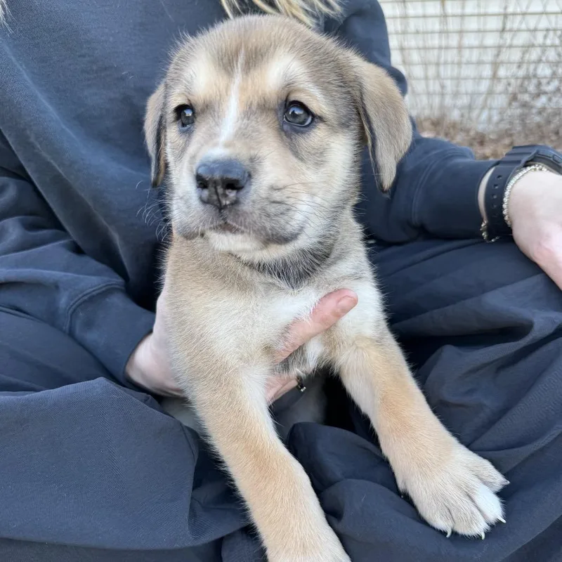 Squirrel thumbnail 3