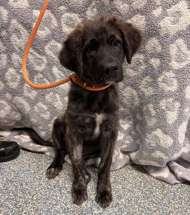 A baby large-sized male Anatolian Shepherd dog named Simba for adoption in Stillwater, OK