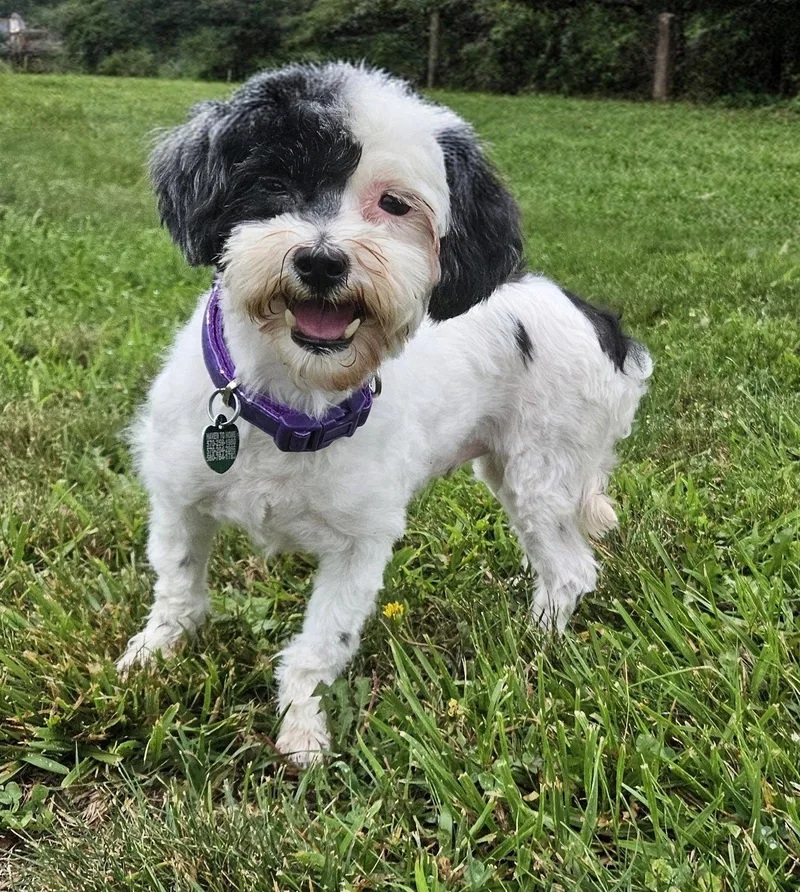 An adult small-sized female Havanese dog named Joy for adoption in Berwick, PA