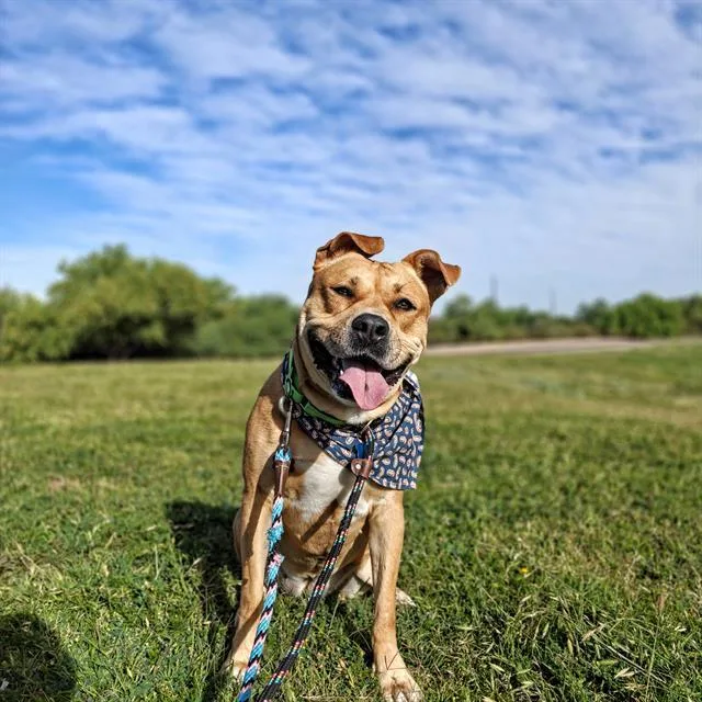 Roxy