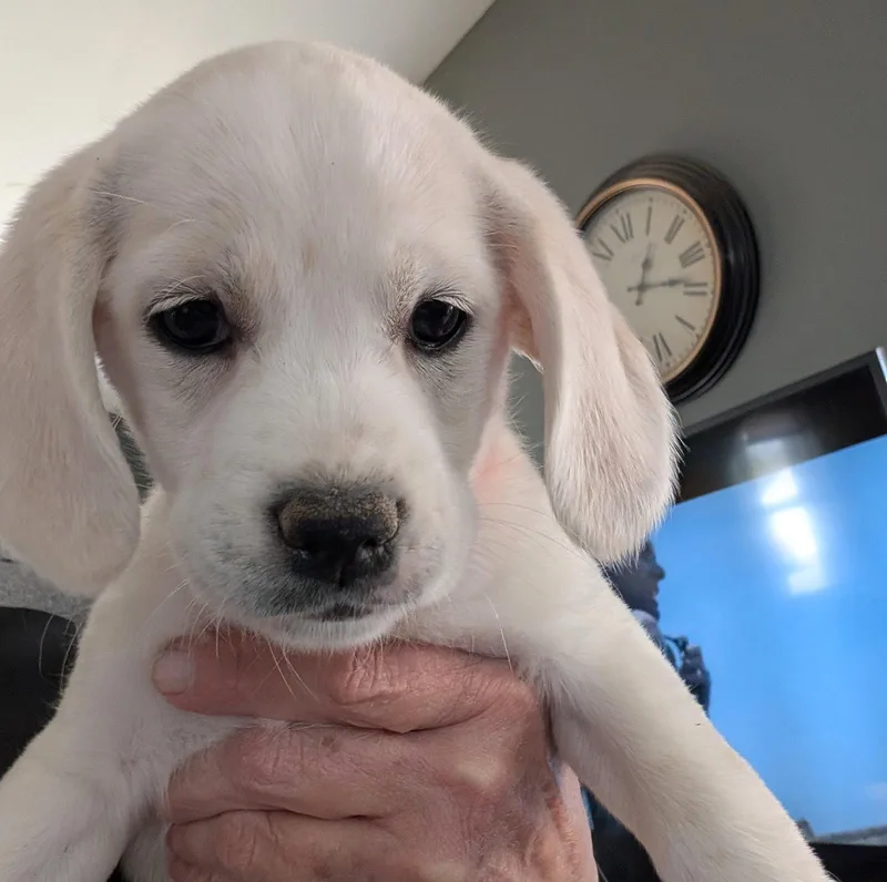 A baby large-sized female Beagle dog named Skipper for adoption in Brooklyn Center, MN