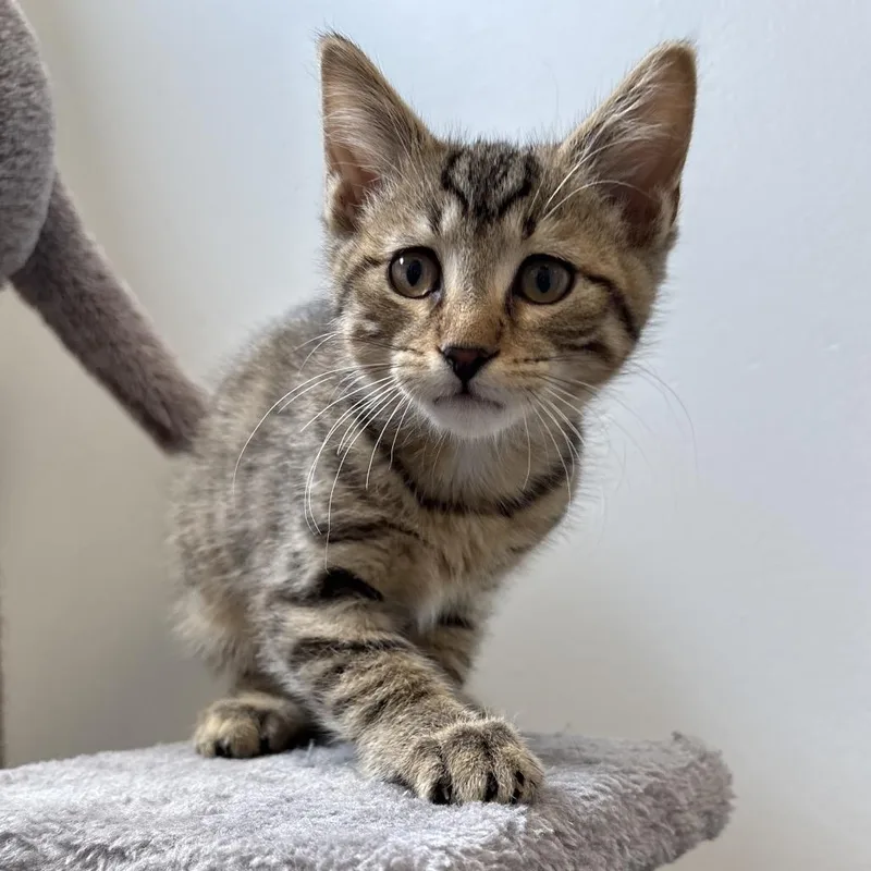A baby small-sized male Brown / Chocolate Domestic Short Hair cat named Sparrow for adoption in Naperville, IL
