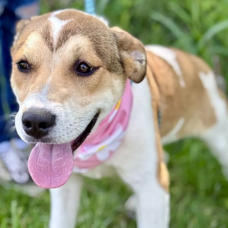 A young large-sized female Brown / Chocolate Mixed Breed dog named Maxine for adoption in Effingham, IL