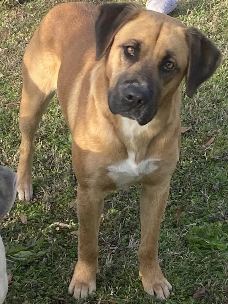 A young medium-sized male Labrador Retriever dog named Bud for adoption in Swainsboro, GA
