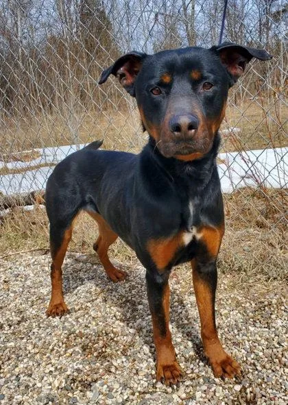 An adult large-sized female Rottweiler dog named Precious for adoption in Lake City, MI
