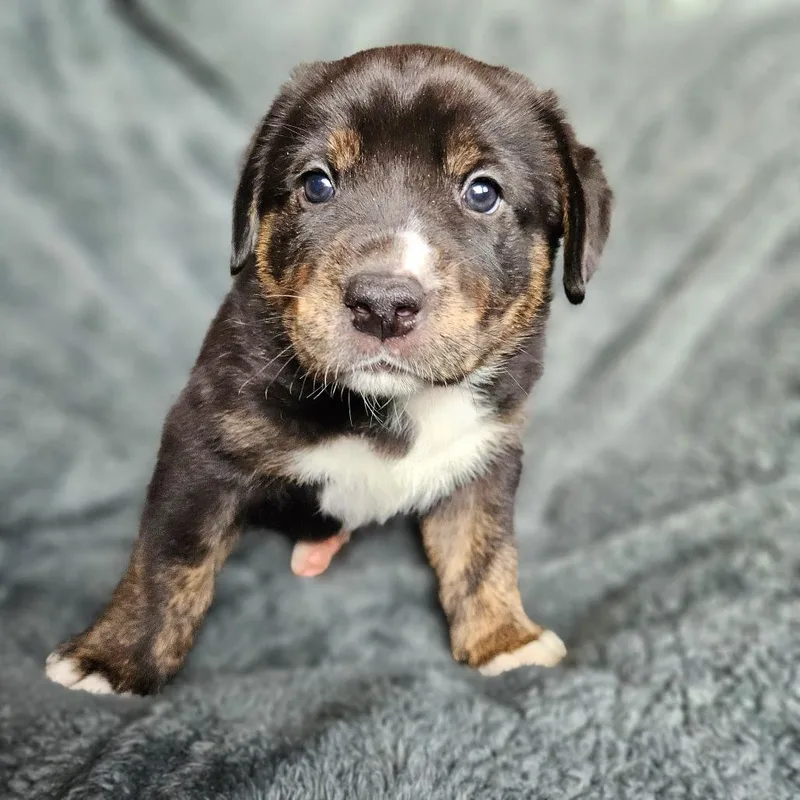 Bindi's Pup Baldur thumbnail 2