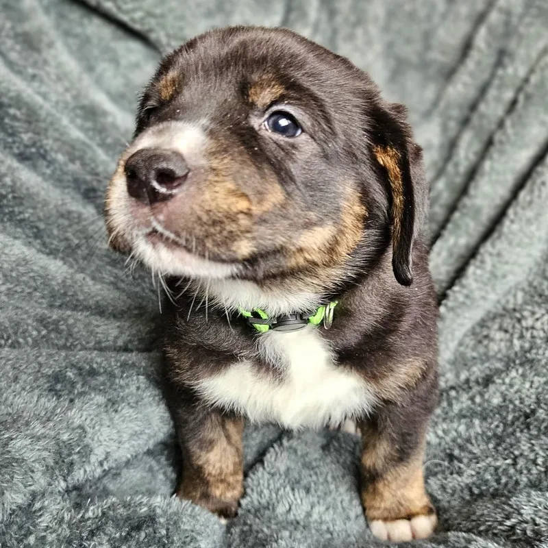 Bindi's Pup Baldur thumbnail 3