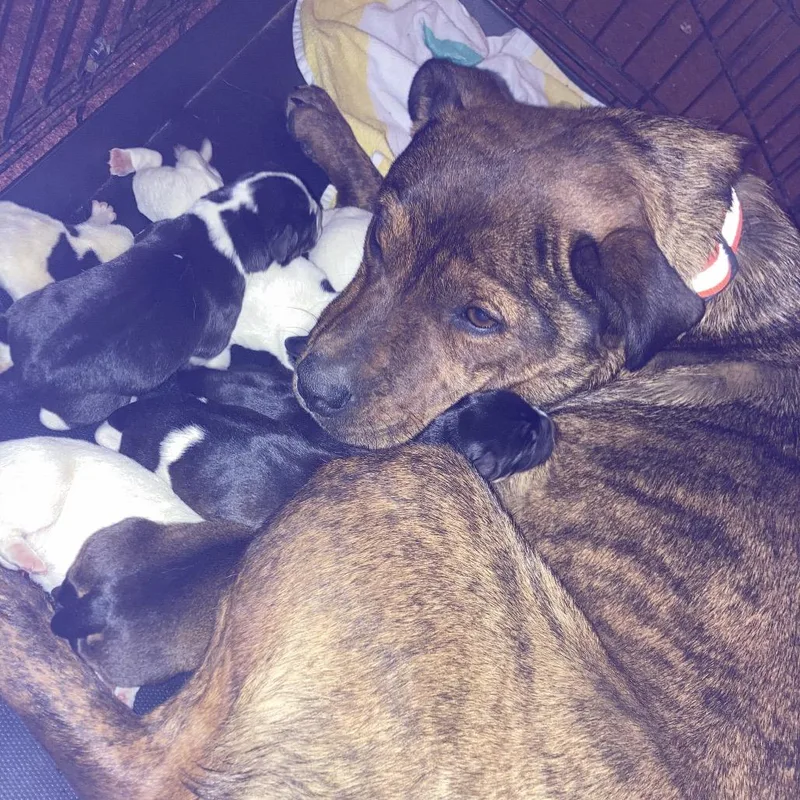 Bindi's Pup Baldur thumbnail 4