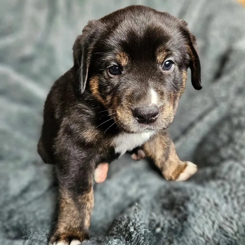 Bindi's Pup Baldur thumbnail 5