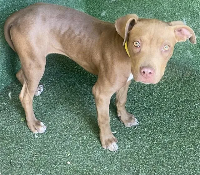 A young large-sized female Pit Bull Terrier dog named Roxy for adoption in Lancaster, CA
