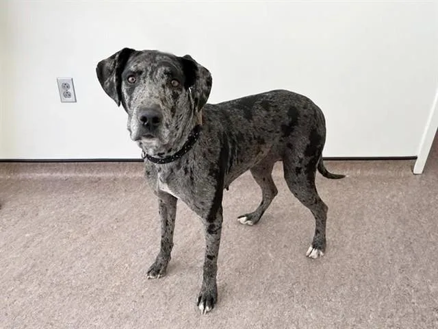 An adult large-sized female Catahoula Leopard Dog dog named Opalite for adoption in Saint Louis, MO