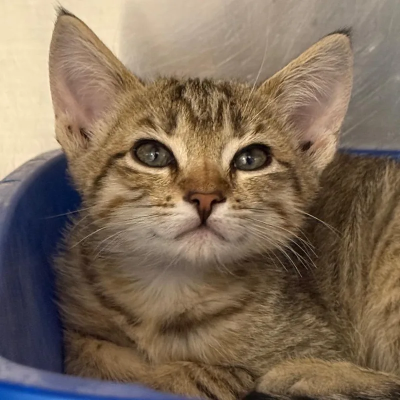 A young small-sized male Domestic Short Hair cat named Squeaks for adoption in Tucson, AZ