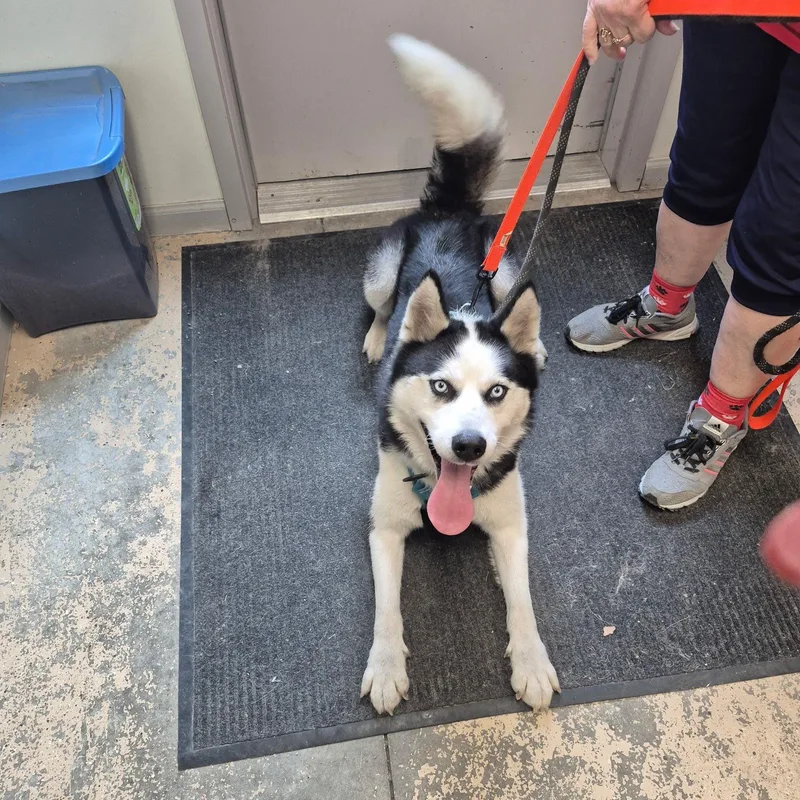 Thor thumbnail 2