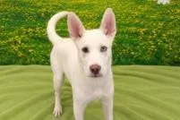 A baby medium-sized male Mixed Breed dog named Simon for adoption in West Chester, PA
