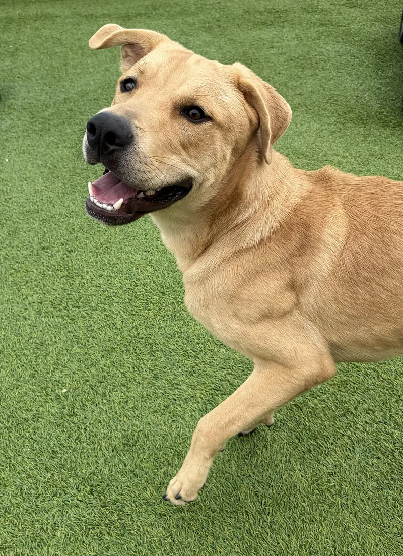 A young large-sized male Yellow / Tan / Blond / Fawn Yellow Labrador Retriever dog named Sully for adoption in Lisbon, IA