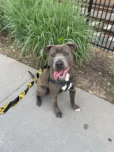 A young medium-sized female Pit Bull Terrier dog named Sol for adoption in Charlotte, NC